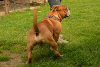 Continental Bulldogs Seeblickbulls Bilderalbum - Pickwick Urano