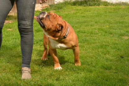 Continental Bulldogs Seeblickbulls Bilderalbum - Pickwick Urano