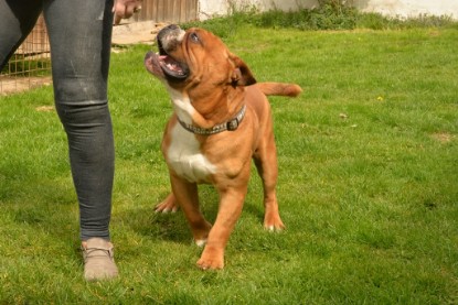 Continental Bulldogs Seeblickbulls Bilderalbum - Pickwick Urano