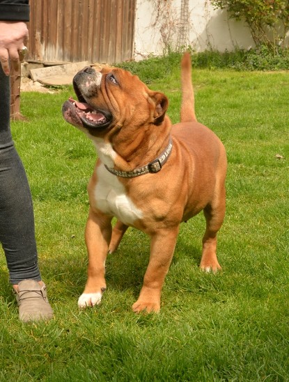 Continental Bulldogs Seeblickbulls Bilderalbum - Pickwick Urano