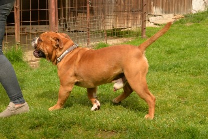 Continental Bulldogs Seeblickbulls Bilderalbum - Pickwick Urano