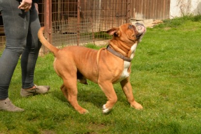 Continental Bulldogs Seeblickbulls Bilderalbum - Pickwick Urano