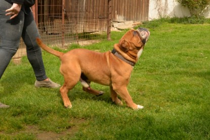 Continental Bulldogs Seeblickbulls Bilderalbum - Pickwick Urano