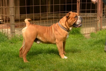 Continental Bulldogs Seeblickbulls Bilderalbum - Pickwick Urano