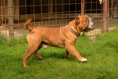 Continental Bulldogs Seeblickbulls Bilderalbum - Pickwick Urano