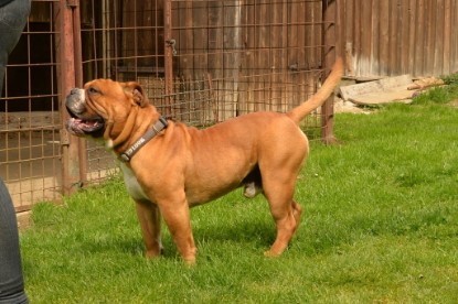 Continental Bulldogs Seeblickbulls Bilderalbum - Pickwick Urano