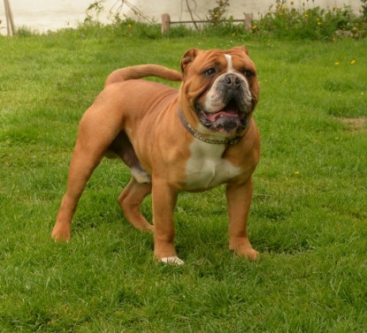 Continental Bulldogs Seeblickbulls Bilderalbum - Pickwick Urano