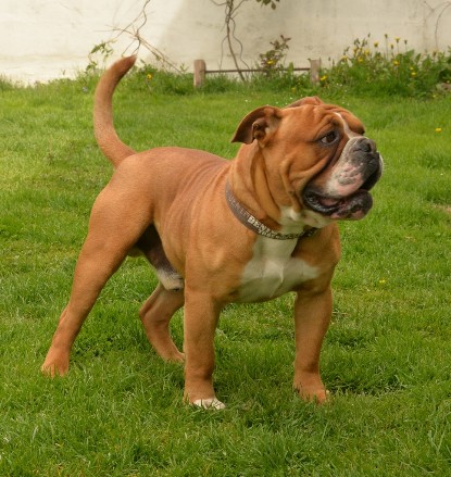 Continental Bulldogs Seeblickbulls Bilderalbum - Pickwick Urano