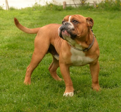 Continental Bulldogs Seeblickbulls Bilderalbum - Pickwick Urano