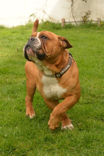 Continental Bulldogs Seeblickbulls Bilderalbum - Pickwick Urano