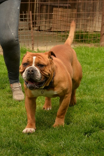 Continental Bulldogs Seeblickbulls Bilderalbum - Pickwick Urano