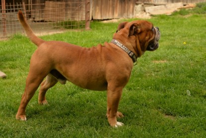 Continental Bulldogs Seeblickbulls Bilderalbum - Pickwick Urano