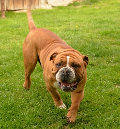 Continental Bulldogs Seeblickbulls Bilderalbum - Pickwick Urano