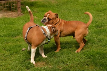 Continental Bulldogs Seeblickbulls Bilderalbum - Pickwick Urano