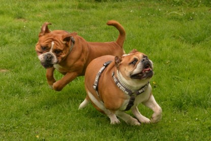 Continental Bulldogs Seeblickbulls Bilderalbum - Pickwick Urano