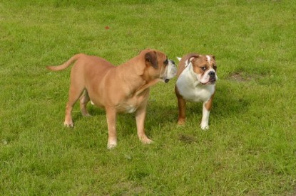 Continental Bulldogs Seeblickbulls Bilderalbum - Josi und Toni