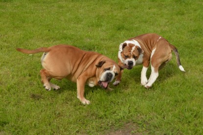 Continental Bulldogs Seeblickbulls Bilderalbum - Josi und Toni