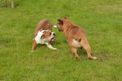 Continental Bulldogs Seeblickbulls Bilderalbum - Josi und Toni