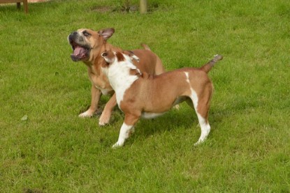 Continental Bulldogs Seeblickbulls Bilderalbum - Josi und Toni