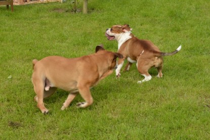 Continental Bulldogs Seeblickbulls Bilderalbum - Josi und Toni