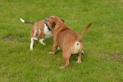 Continental Bulldogs Seeblickbulls Bilderalbum - Josi und Toni