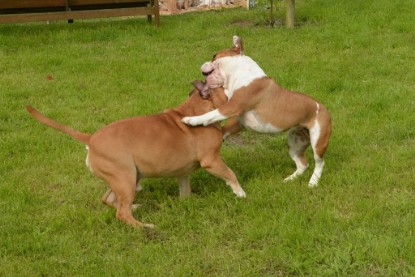 Continental Bulldogs Seeblickbulls Bilderalbum - Josi und Toni