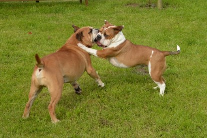 Continental Bulldogs Seeblickbulls Bilderalbum - Josi und Toni