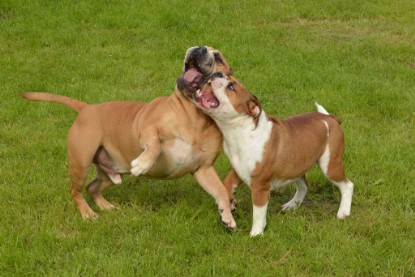 Continental Bulldogs Seeblickbulls Bilderalbum - Josi und Toni