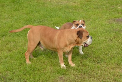 Continental Bulldogs Seeblickbulls Bilderalbum - Josi und Toni