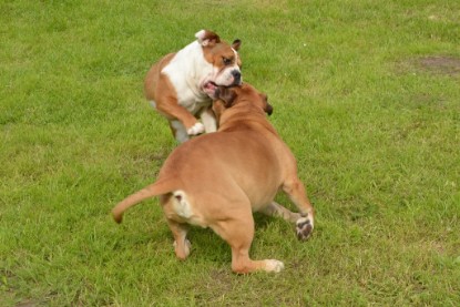 Continental Bulldogs Seeblickbulls Bilderalbum - Josi und Toni