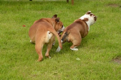 Continental Bulldogs Seeblickbulls Bilderalbum - Josi und Toni