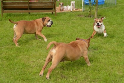 Continental Bulldogs Seeblickbulls Bilderalbum - Josi und Toni