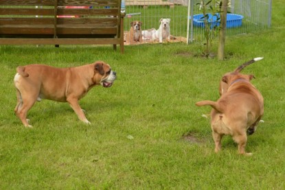 Continental Bulldogs Seeblickbulls Bilderalbum - Josi und Toni