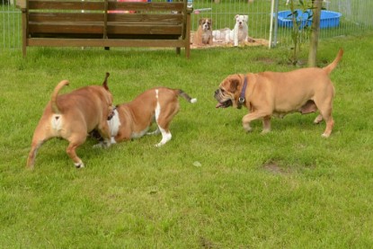 Continental Bulldogs Seeblickbulls Bilderalbum - Josi und Toni