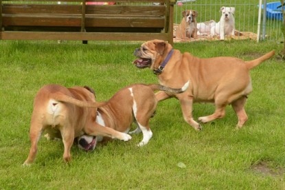 Continental Bulldogs Seeblickbulls Bilderalbum - Josi und Toni