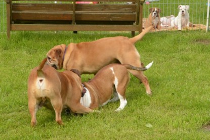 Continental Bulldogs Seeblickbulls Bilderalbum - Josi und Toni