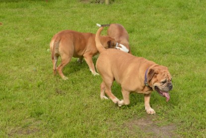 Continental Bulldogs Seeblickbulls Bilderalbum - Josi und Toni