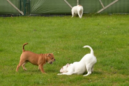 Continental Bulldogs Seeblickbulls Bilderalbum - im Garten am 9. Kotober 2017