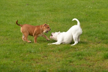 Continental Bulldogs Seeblickbulls Bilderalbum - im Garten am 9. Kotober 2017