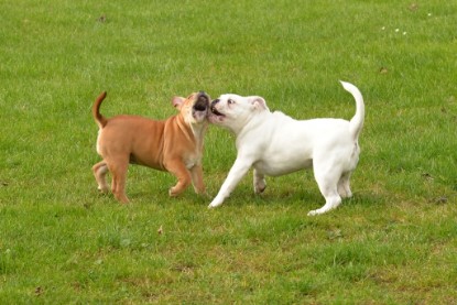 Continental Bulldogs Seeblickbulls Bilderalbum - im Garten am 9. Kotober 2017