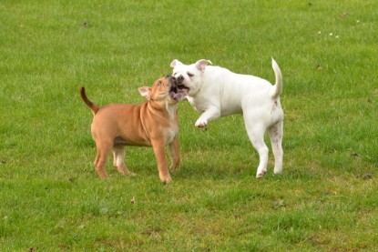 Continental Bulldogs Seeblickbulls Bilderalbum - im Garten am 9. Kotober 2017