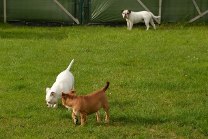 Continental Bulldogs Seeblickbulls Bilderalbum - im Garten am 9. Kotober 2017