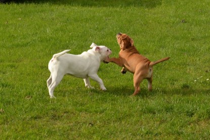 Continental Bulldogs Seeblickbulls Bilderalbum - im Garten am 9. Kotober 2017