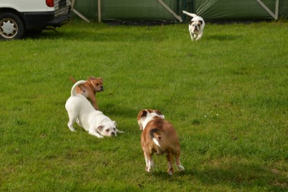 Continental Bulldogs Seeblickbulls Bilderalbum - im Garten am 9. Kotober 2017