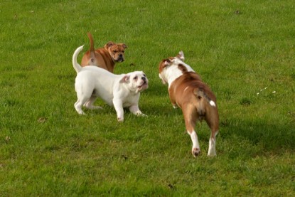 Continental Bulldogs Seeblickbulls Bilderalbum - im Garten am 9. Kotober 2017