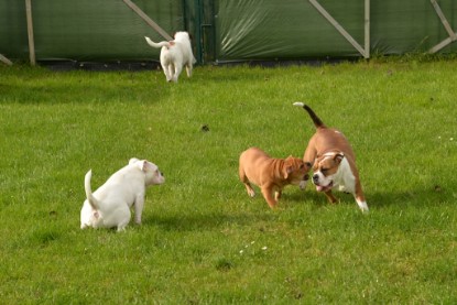 Continental Bulldogs Seeblickbulls Bilderalbum - im Garten am 9. Kotober 2017