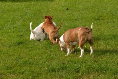 Continental Bulldogs Seeblickbulls Bilderalbum - im Garten am 9. Kotober 2017