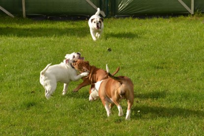 Continental Bulldogs Seeblickbulls Bilderalbum - im Garten am 9. Kotober 2017