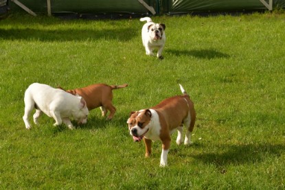 Continental Bulldogs Seeblickbulls Bilderalbum - im Garten am 9. Kotober 2017