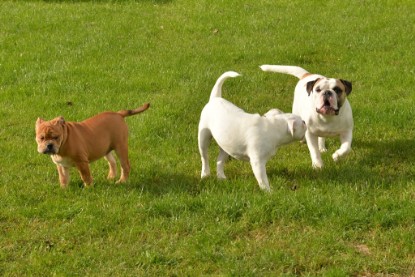 Continental Bulldogs Seeblickbulls Bilderalbum - im Garten am 9. Kotober 2017